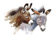 Watercolor Farm Animals Donkeys Couple Hand Drawn Illustration isolated on white background