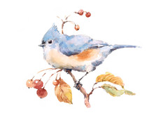 Watercolor Bird Titmouse On The Branch With Berries Hand Painted Illustration Isolated On White Background