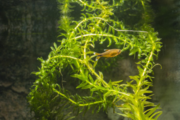 Aquarium fish with white edges on the fins and segmented water plant in the background.