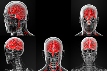 Poster - 3d rendering illustration of the male brain