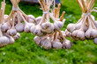 several bundles of garlic are dried in the open air 