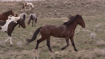 Wall Mural - Panning view of wild horses slowly running past herd.