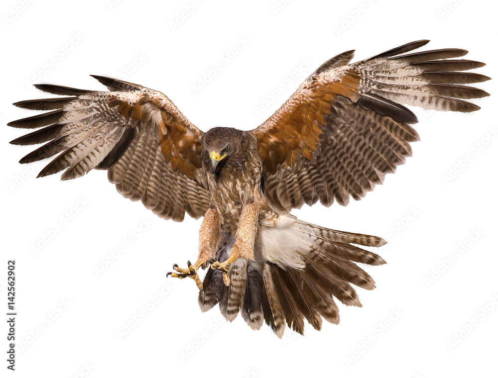 Falcon landing swoop hand draw and paint color on white background illustration. - obrazy, fototapety, plakaty 