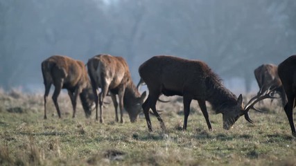 Wall Mural - red deer
