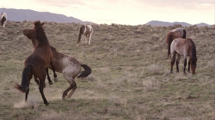 Wall Mural - Two wild horses playing with each other amongst the herd.