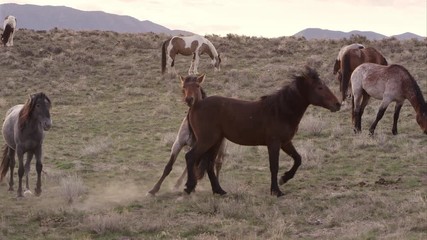 Wall Mural - Slow motion of two wild horses playing and nipping at each other.