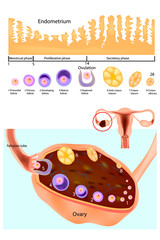 Wall Mural - Endometrium. Normal ovary, follicular development and ovulation. Scheme of the menstrual cycle. Female reproductive system.