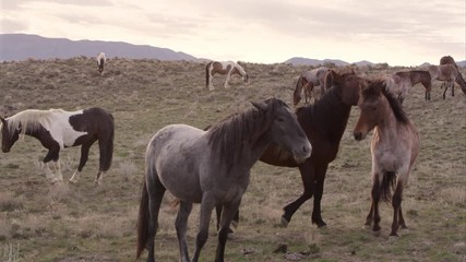 Wall Mural - Two wild horses playing with each other amongst the herd.