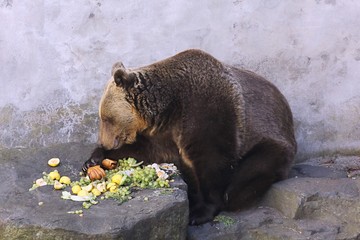 Brown bear eating vegetables