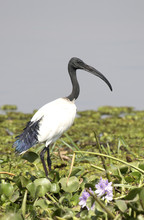 African Sacred Ibis Standing On The Boggy Shore Of Lake Albert Among The Green Grass