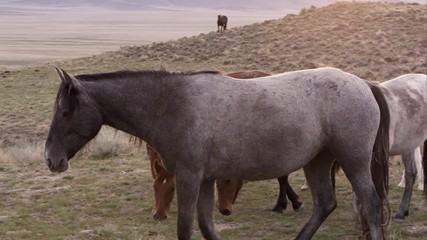 Wall Mural - Grey wild horse slowly walking in front of the herd