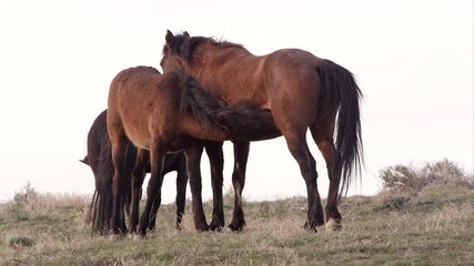 Wall Mural - Young wild horse nursing on mother at sunrise.