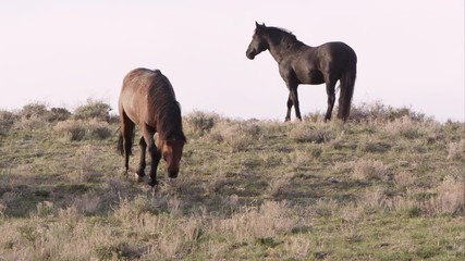 Wall Mural - Wild horse trots around herd with his head held low.