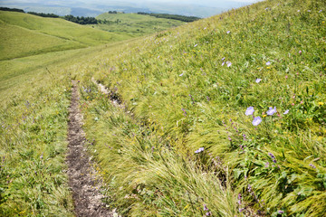 Country road among the green hills