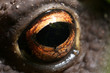 Close up of a frog's eye, clearly showing the structure