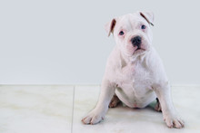 Adorable American Pit Bull Terrier Little Puppy Sitting On The Background