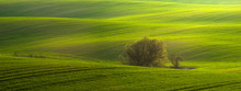 Panorama Of Spring, Green Field Of Young Cereal