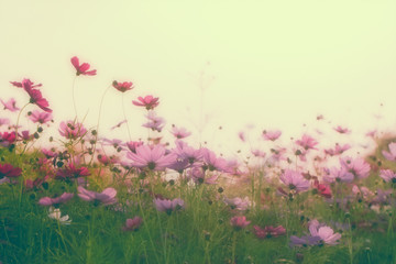 Wall Mural - soft and blurred vintage tone beautiful cosmos flower in the field