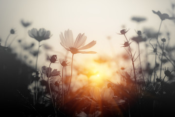 Cosmos flower at sunset