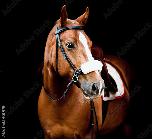 Fototapeta na wymiar Beautiful horse on a black background