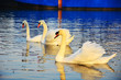 Swans on the Danube river
