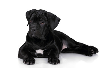 Cute Puppy Italian Cane Corso on a White Background