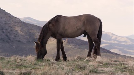 Wall Mural - Wild horse grazing on top of hill with rolling hills in the valley behind.