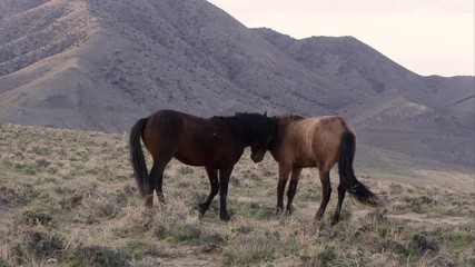 Wall Mural - Two wild horses playing on top of hill.