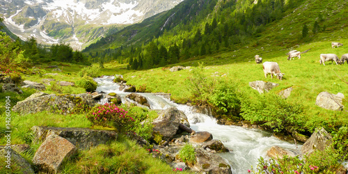Photographie Panorama einer Almlandschaft mit Kühen Wildbach und Gletscher im Hintergrund