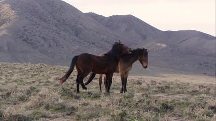 Wall Mural - Two wild horses playing as one tries to bite the others mane.