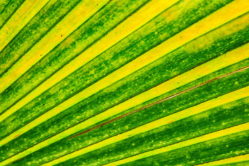 green natural leaf background