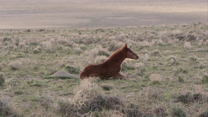 Wall Mural - View of wild pony standing up then walking over to its mother.