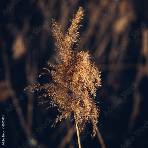 Fotomural Close up shot of dried sedge