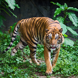 Fototapeta Zwierzęta - Tigers