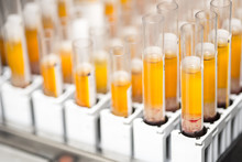 Laboratory Glass Test Tubes Filled With Orange Liquid For An Experiment In A Science Research Lab