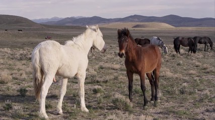 Wall Mural - Two wild horses standing face to face and touching each other.