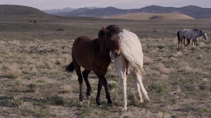 Wall Mural - White male wild horse biting the legs of another.