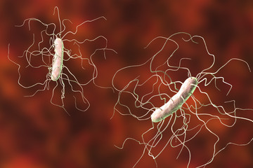 Clostridium difficile bacteria, 3D illustration. Bacteria which cause pseudomembraneous colitis and are associated with nosocomial antibiotic resistance