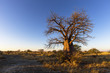 Young baobab in early morning light