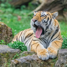 Young Yawning Bengal Tiger Lying On The Grass And Shows His Paws