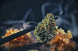 Macro detail of cannabis bud 