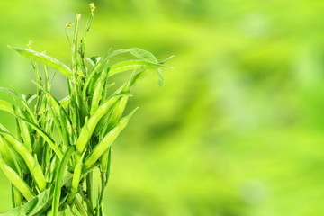 Wall Mural - fresh cluster bean or guar sing indian vegetable in unfocus background