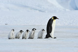 Emperor Penguins with chick
