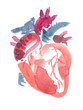 Abstract anatomical human heart painted in watercolor on clean white background