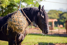 Beautiful Horse With Hay At Food Time