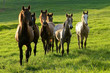 horses on countryside on sunrise on summer