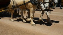 Close Up Of A Team Of Horses Pulling A Stagecoach