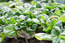 Bok Choy Or Chinese Cabbage In Organic Vegetables Farm