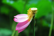 Withering Pink Lotus Flower With Green Leaves
