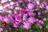 Fototapeta Fototapety kosmos -   colorful many cosmos flowers blooming in the field  